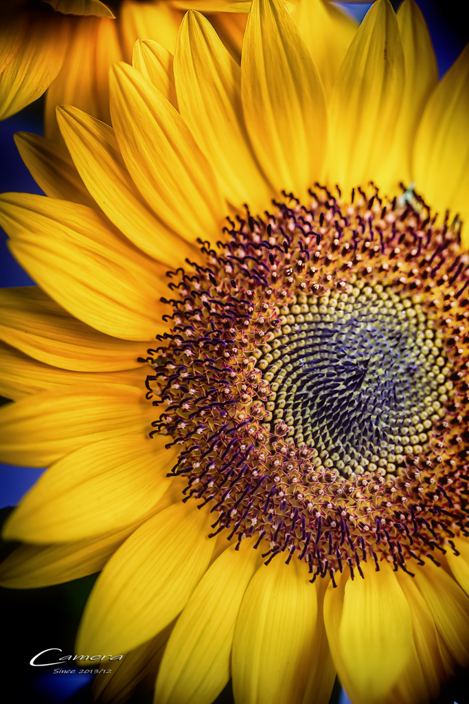 sunflower 2