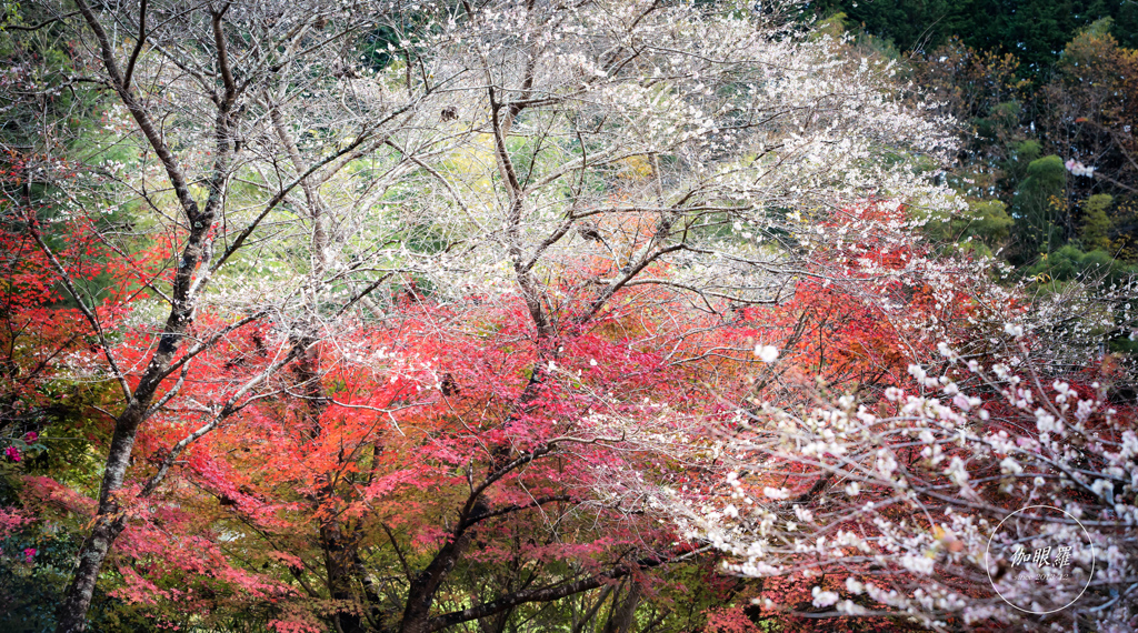 四季桜 - 華やぎの晩秋 Ⅲ