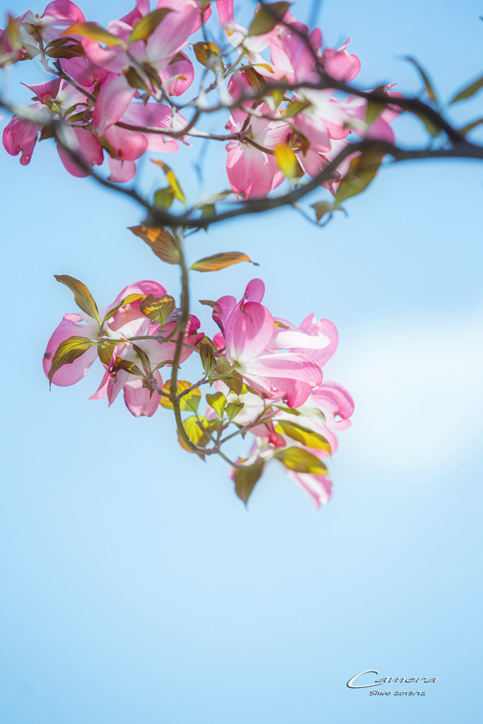 花水木 Ⅱ