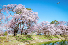 桜と青空と