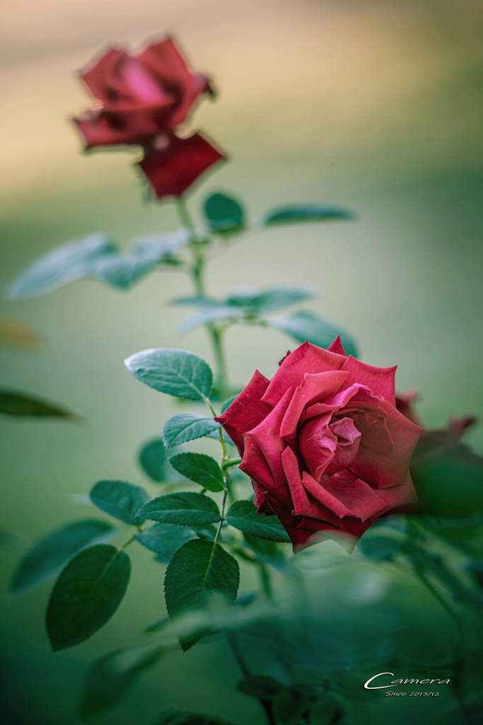 10月の薔薇