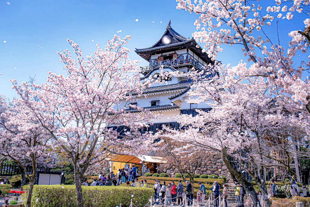 桜舞う犬山城