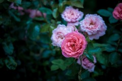 Elegant rose