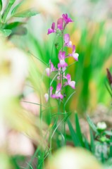 庭の草花たち　　～リナリア～