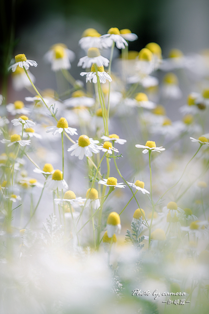 chamomile