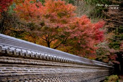 紅もみじと瓦塀