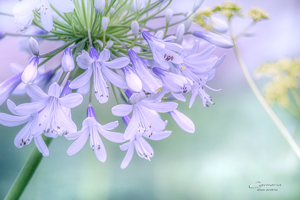 Agapanthus　Ⅱ