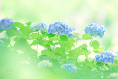 梅雨の中の清涼