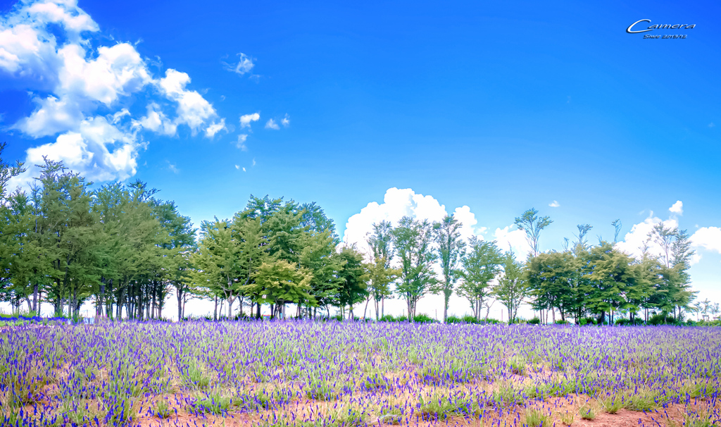 Lavender field 