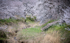 桜模様