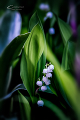 お家 de Photo　Ⅵ