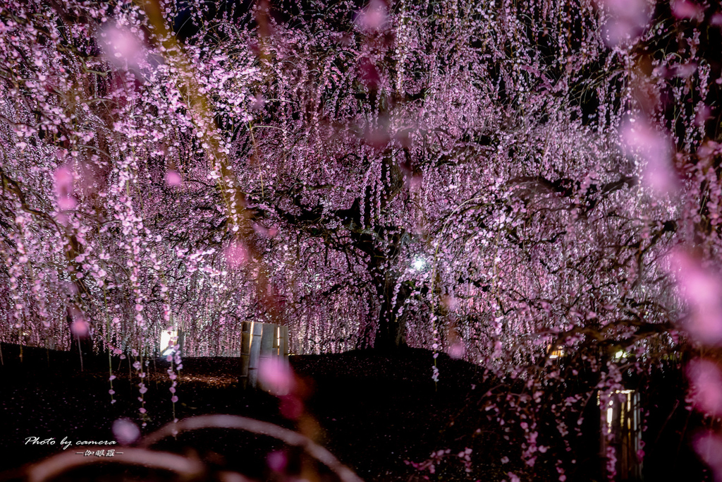 鈴鹿の森 10