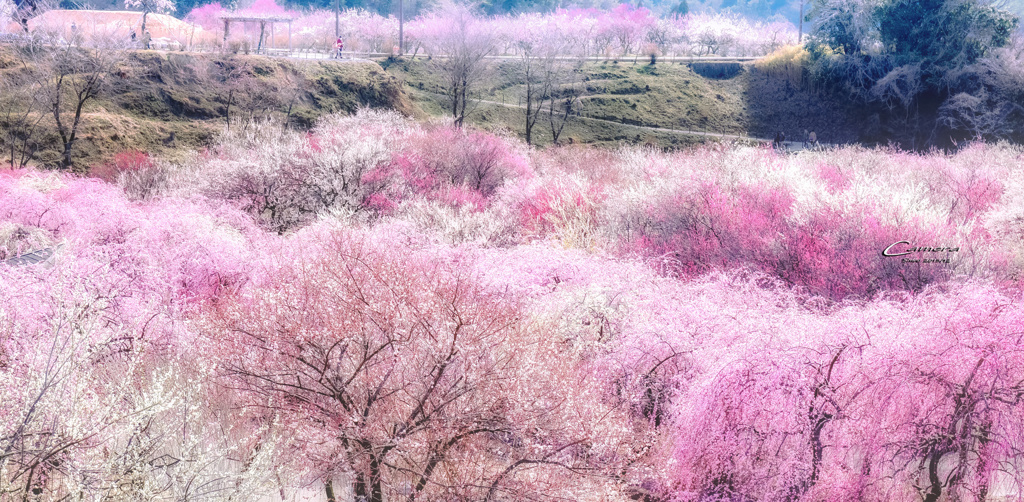 春の花苑