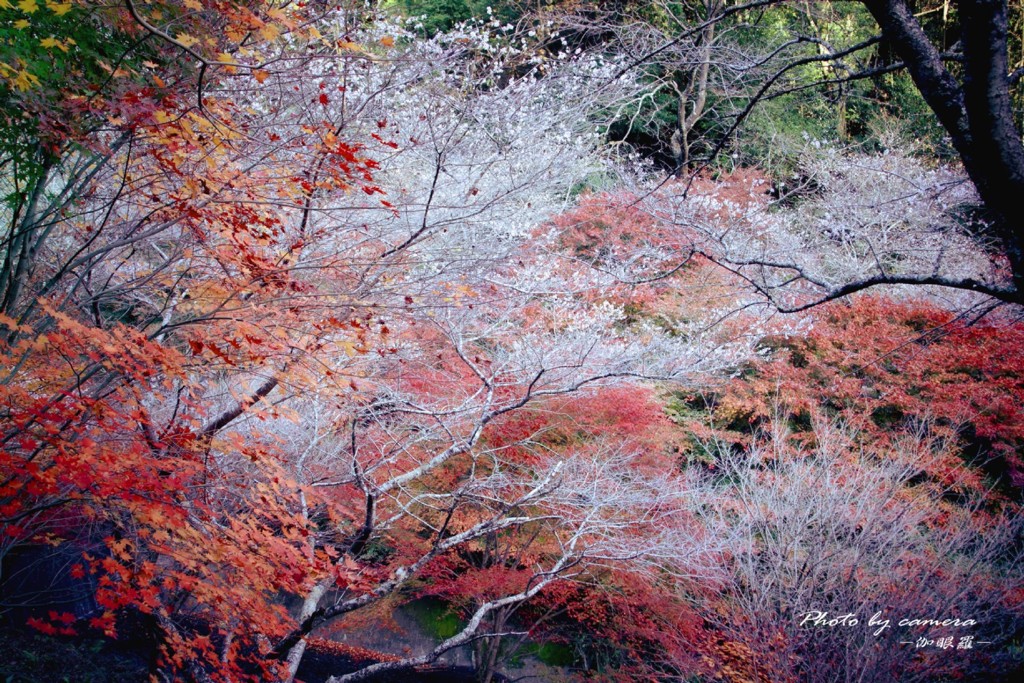 Red and white