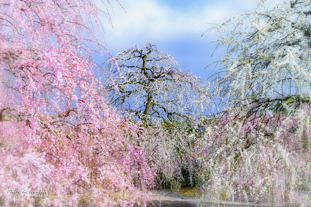 鈴鹿の森 7