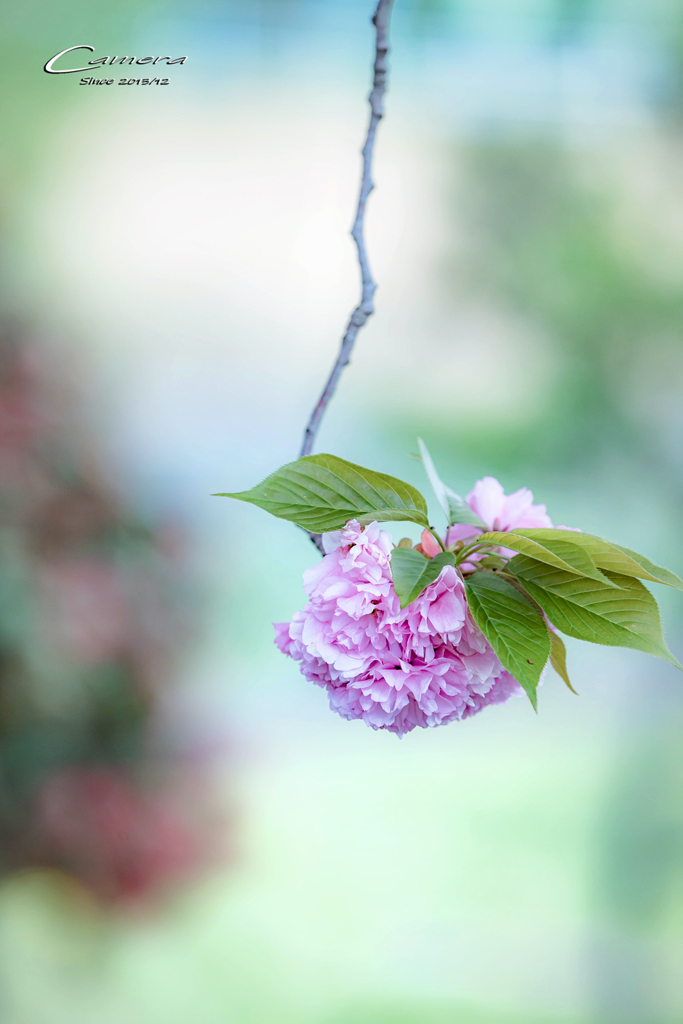 八重桜　Ⅱ