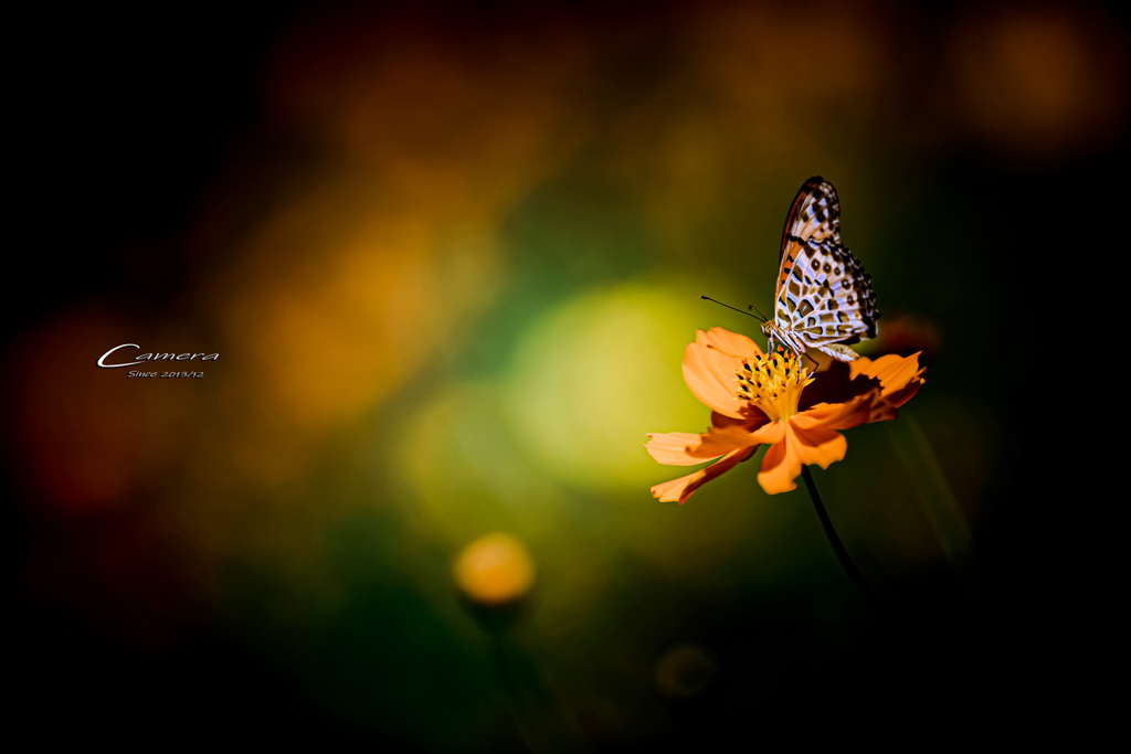 Chasing flowers