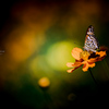 Chasing flowers