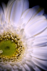 White wing