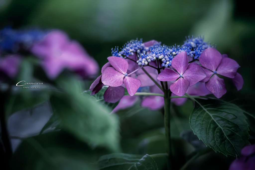 梅雨の華