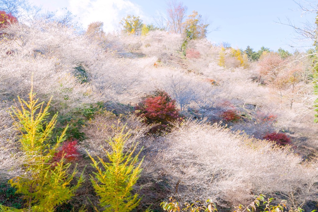 小原　四季桜　４