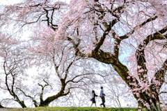 桜色デート