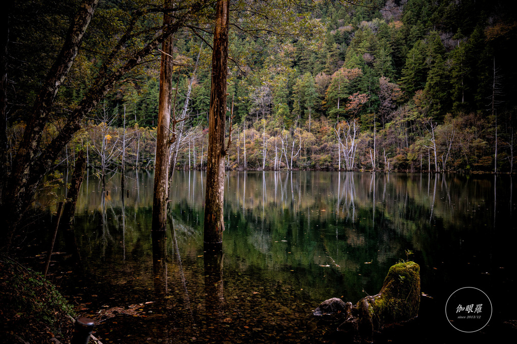 立ち枯れの湖畔