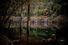 立ち枯れの湖畔