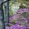 山ツツジ