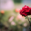 red rose