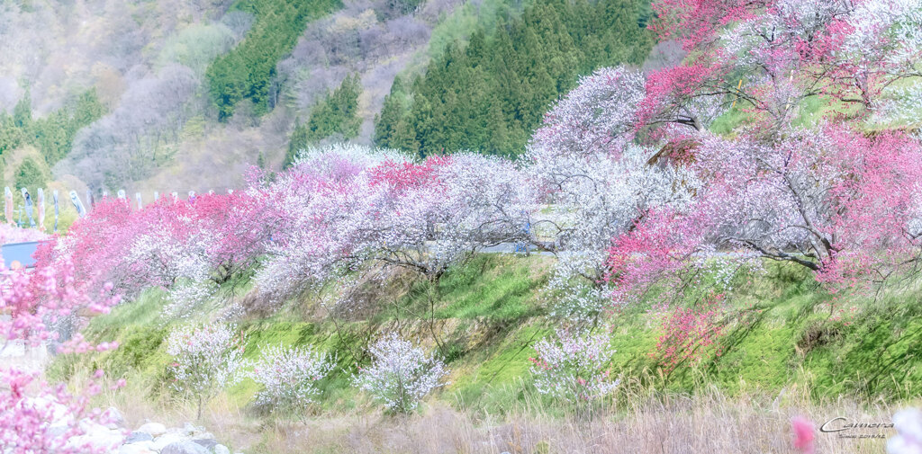 花桃の里 Ⅺ