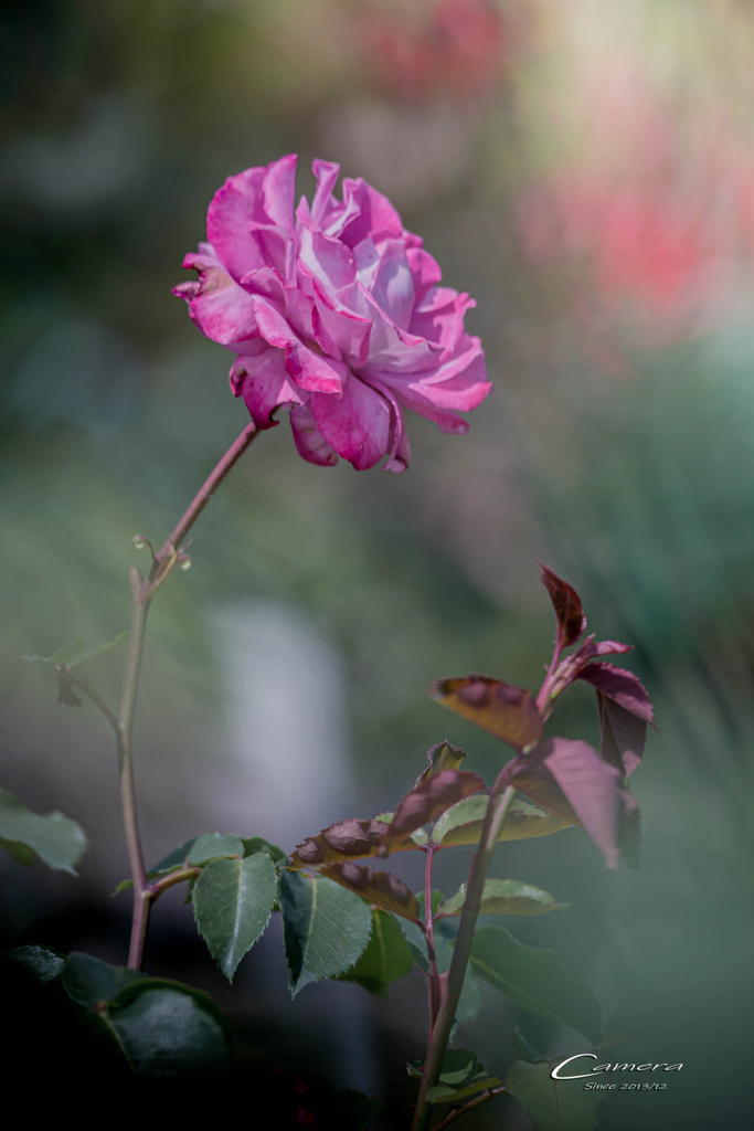 春の薔薇 Ⅰ