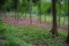 花の森 ３