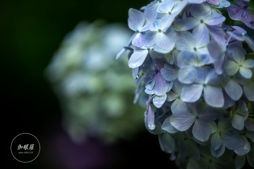 紫陽花