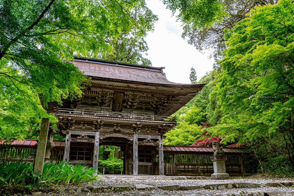 新緑の大矢田神社Ⅱ