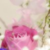 My ｗife's flower arrangement　　～春の予感～　２