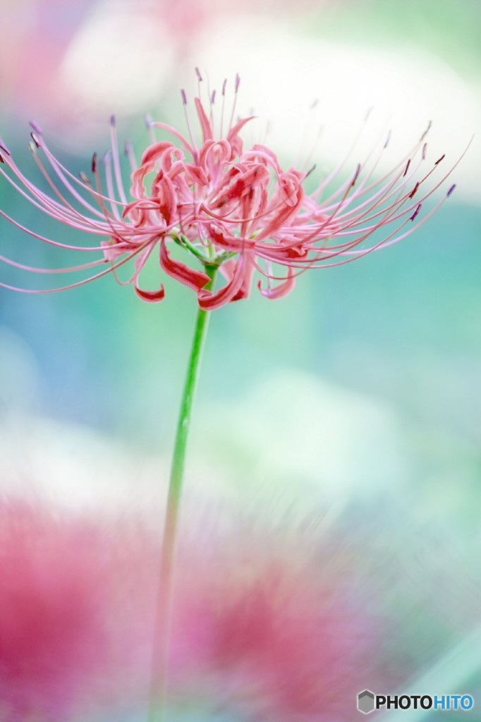 初秋の華