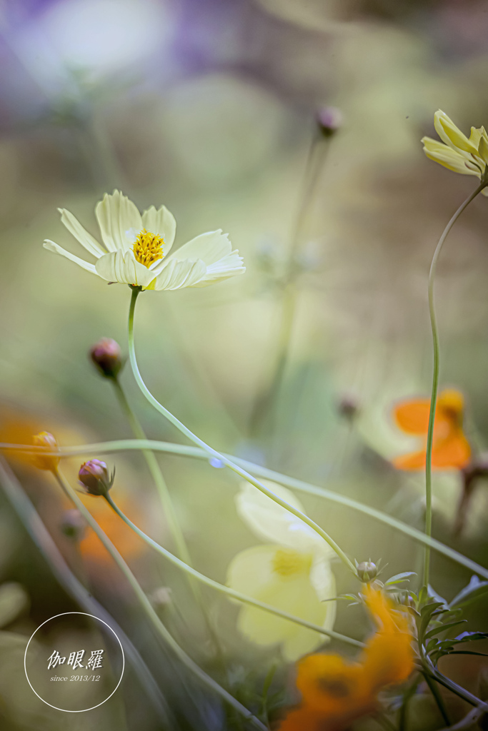 with the autumn wind