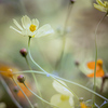 with the autumn wind