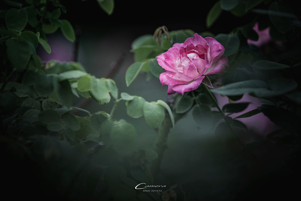 Pink rose