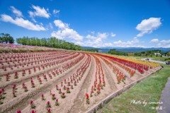 Flower line