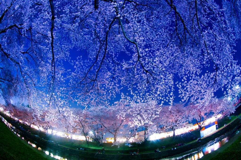桜 降る夜