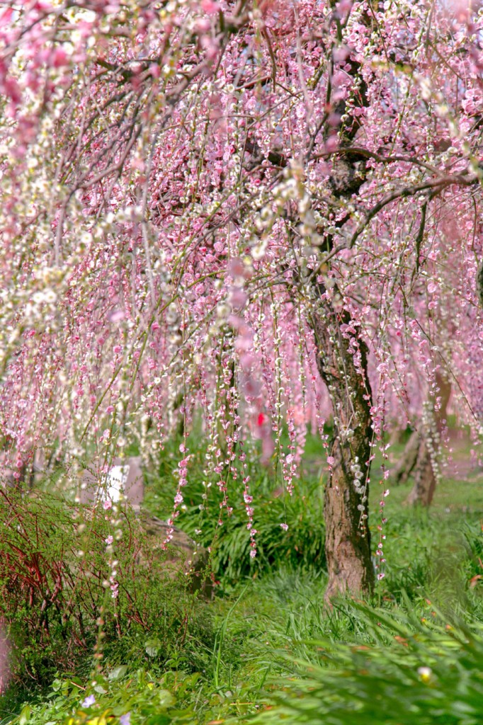 Pink shower 