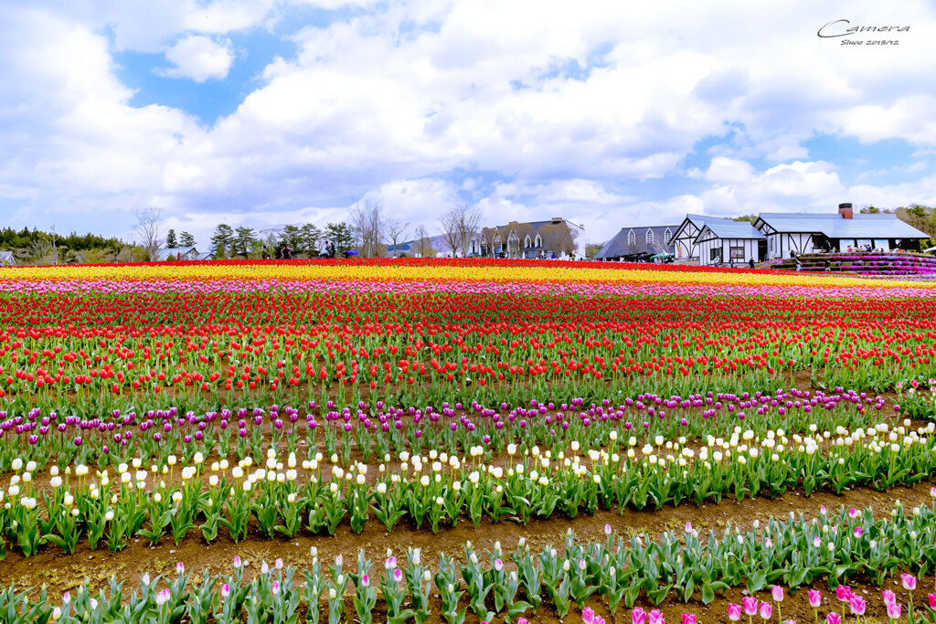 Tulip rainbow 