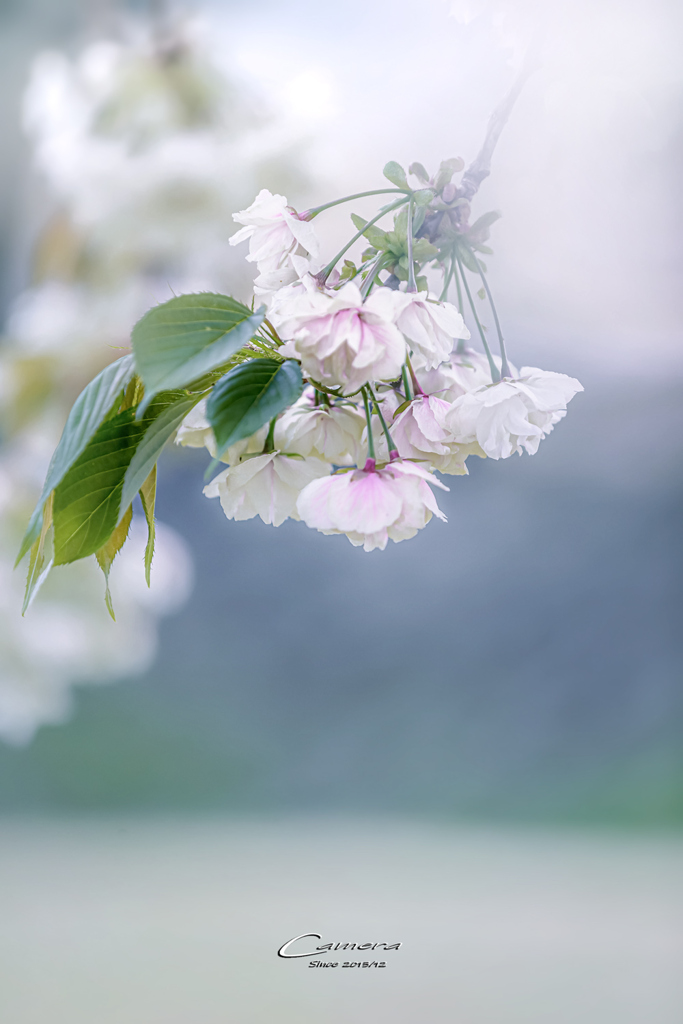 八重桜　Ⅳ