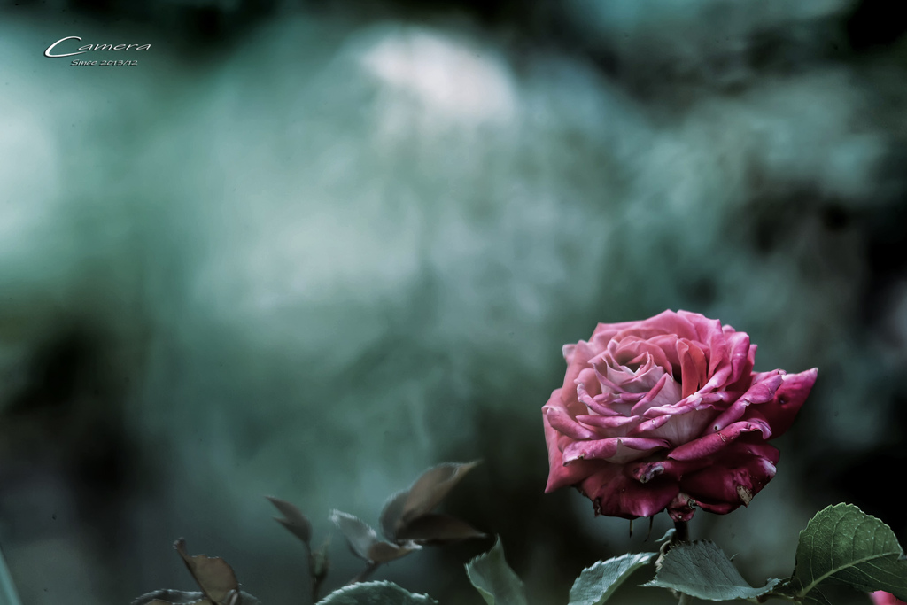 春の薔薇 Ⅴ