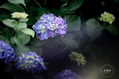 静けさの中に咲く