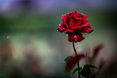 Rose in the rain Ⅰ