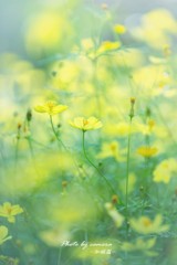 Yellow garden