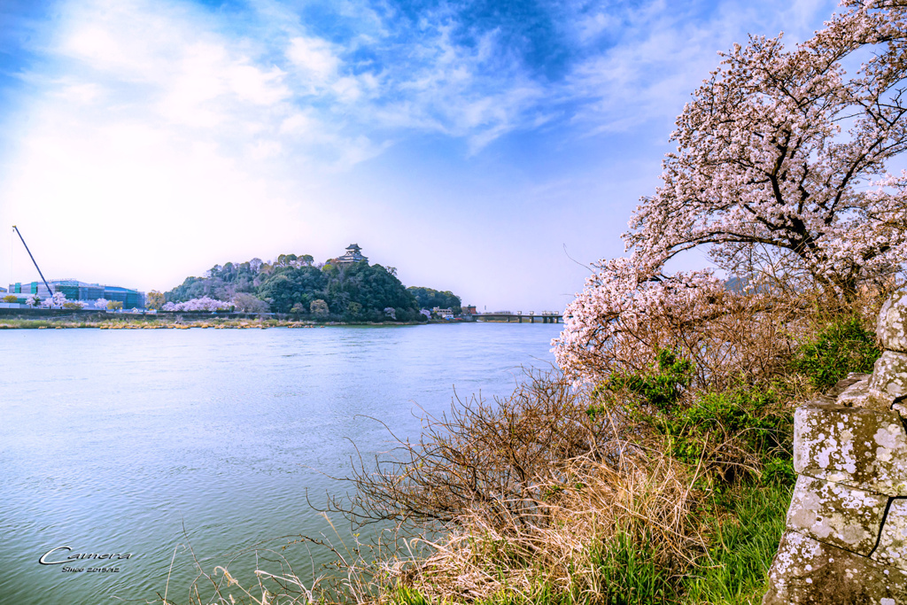 桜と城と清流